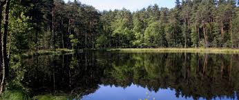 Tuż po ustąpieniu lądolodu rozwinęła się tu bezleśna tundra, przechodząca. Park Narodowy Bory Tucholskie Aparthotel Chaber