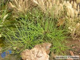 Image result for Cyperus laevigatus