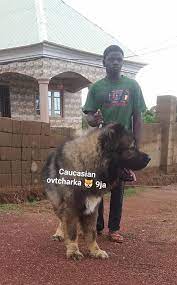 This litter has at least one dog. Niger Made The Caucasian Shepherd Club Of Nigeria Facebook