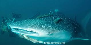 This is tiburón ballena by oliver velázquez quijano on vimeo, the home for high quality videos and the people who love them. Tiburon Ballena Rhincodon Typus Buceo Navarra