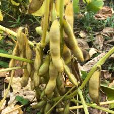 Image result for Brazzeia soyauxii