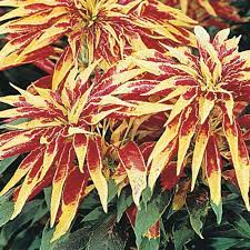 Amaranthus Tricolor Joseph S Coat Half Hardy Annual Seeds Thompson Morgan Flower Seeds Amaranthus Planting Bulbs