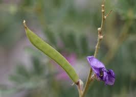 Image result for Indigofera sp.nov. aff. I chimanimaniensis