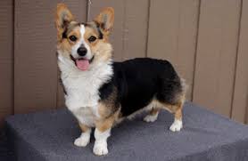 By planty floresiaposted on february 27, 2021. View Ad Pembroke Welsh Corgi Puppy For Sale Near Ohio Bowling Green Usa Adn 12635