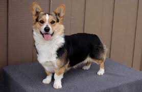 3 cost of owning a corgi. View Ad Pembroke Welsh Corgi Puppy For Sale Near Ohio Bowling Green Usa Adn 12635