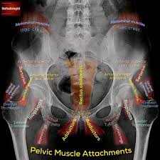 The three bones compose the pelvis (the sacrum and the two innominate bones). Pelvic X Ray Anatomy Ashiry Radiology Students Of A M S Facebook