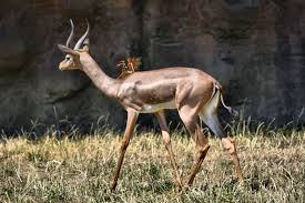 Fond D Ecran Herbe Cornes Faune Zoo Cornu Impala Antilope Springbok Gazelle Safari Cage Fee Mammifere Corne Museau Savane Organisme Cerf De Virginie Ramure Terrestrial Animal 6000x4000 856066 Fond D Ecran Wallhere Ajoutez une touche fun sur votre bureau ! wallhere
