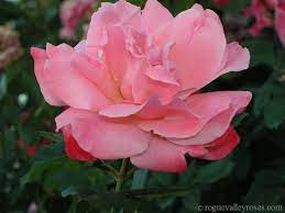 Free shipping on orders over $25 shipped by amazon. Color Magic Rogue Valley Roses