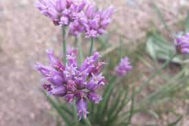 Image result for Alliaceae