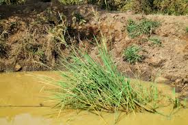 Image result for Oryza longistaminata