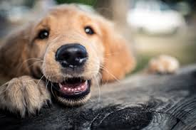 You know how to keep your pet happy and at companion care, we know how to keep your pet healthy. Pet Vacation Located In Littleton Nh Littleton Pet Center
