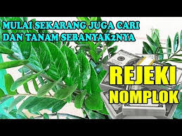 Semoga informasi ini bermanfaattanaman hias ini tidak mahal dan cocok ditanam depan rumah karena mudah perawatannya#tanamanhias #bungadolar #tanamanhiastermahal. Siap Siap Kaya Mendadak Terbongkar Rahasia Tanaman Bunga Dolar Jarang Orang Tahu Manfaatnya Youtube Tanaman Bunga Tanaman Obat