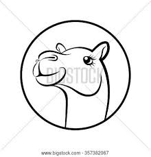 Anime male face 3/4 view drawing step by step. Camel Face Graphics Vector Photo Free Trial Bigstock