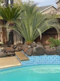 Image result for Macrozamia johnsonii