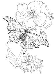 Search through 623,989 free printable colorings at getcolorings. Butterfly Coloring Pages For Kids 100 Pictures Print For Free