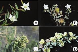 Image result for Plinthus karooicus