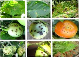 Image result for tomato seedling xanthomonas vesicatoria