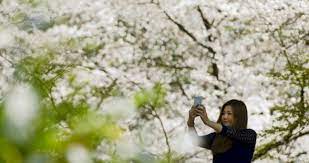 Keindahan sakura membuat sejumlah warga indonesia yang pernah tinggal di jepang, sengaja membawa bibit sakura untuk ditanam di indonesia, seperti di bali dan di kebun… Cukup Datang Ke Ugm Kamu Bisa Selfie Di Taman Sakura Nasional Tempo Co