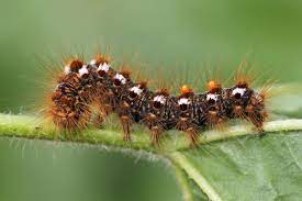 Photo by andy reago & chrissy mcclarren/wikimedia commons. What Are Toxic Caterpillars Are They In The Uk And How Dangerous Are They