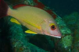 Image result for Oxyanthus strigosus