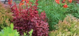 Check spelling or type a new query. 7 Tall And Slender Shrubs For Tight Spaces