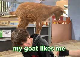 Tubbo And Goat In 2021 Goats Drowning Friendly