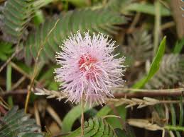 Image result for Fabaceae subfamily Papilionoideae