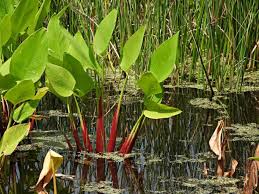 Image result for Thalia geniculata