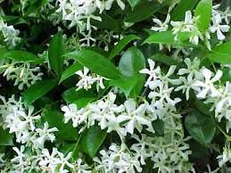 Pin By Rachel Smart On Secret Garden Jasmine Plant Plants Jasmine Bush