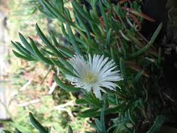 Image result for Lampranthus spp.