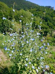 Image result for Cichorium