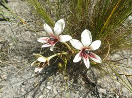 Image result for Tritonia moggii