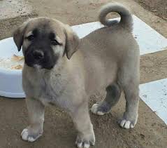 Kangal Egitimi 2017 Kangal Kopegi Kopek Yavru Kopek