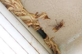 Gestern abend (gegen 18 uhr) ist mir unbemerkt eine hornisse vom balkon ins zimmer gefolgt. Hornissen Vertreiben 6 Wirksame Hausmittel Was Lockt Hornissen An