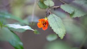 There are a variety of climber plants such as bougainvillea it is a hardy rapid climbing plant to 2 metres which makes an attractive, colourful screen. We Re Trumpeting About A Nz Native Plant Taurepo Auckland Zoo News