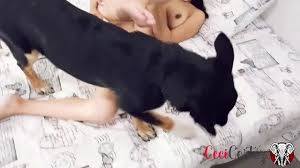 Pervert skinny girl launch new sex toy but her dog dont wanna leave -  XNXX.COM