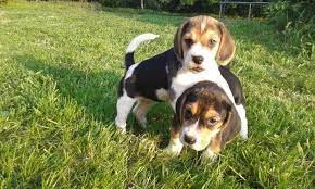 Maybe you would like to learn more about one of these? Beagle Puppies Available For Rehoming Whatsaap 0526343210 Pomeranian Puppy Puppies Puppy Adoption