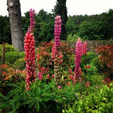 Abbaye Des Vaux De Cernay Lupines In France Garden Inspiration France Countryside