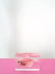 Favourite Things 15 12 15 Everything Pink Pink Aesthetic Pink Fish