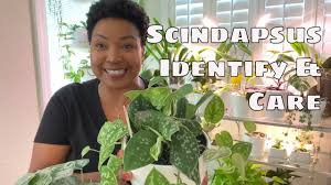 These are genuine scindapsus 'silvery ann' with large patches of silver variegation. Scindapsus Pictus Exotica Silver Ann Argyraeus Compare Identify And Care Tips Silver Pothos Youtube