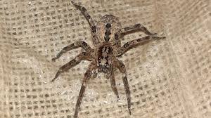 A new age rated pg? Mediterranean Spider Spotted In Dorset For The First Time Flipboard