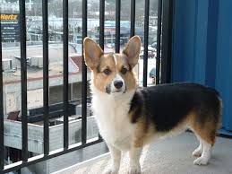 Check spelling or type a new query. Observing My Domain Corgi Corgi Pembroke Corgi Nation