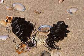 The port jackson shark (heterodontus portusjacksoni) is a nocturnal, oviparous (egg laying) type of bullhead shark of the family heterodontidae, found in the coastal region of southern australia, including the waters off port jackson. Port Jackson Shark Egg Cases Photograph By Newman Flowers