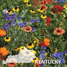 U pick flower farm kentucky; Kentucky Blend Wildflower Seed Urban Farmer