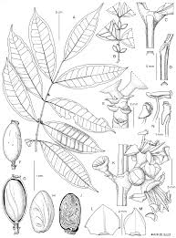 Image result for Lijndenia sp. cf barteri