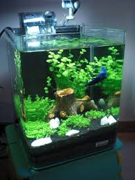 Betta Nano Tank Betta Fish Tank Betta Tank Small Fish Tanks