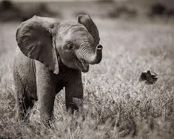 Pin By Poy Lertsethtakarn On Elephants Baby Animals Pictures Cute Baby Animals Save The Elephants