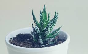 If the aquarium water has certain ph. Best Soil For Succulents In 2020 My Wordpress