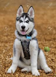 Akc purebred siberian husky puppies/adults and siberian/malamute puppies/adults: Siberian Husky Male Puppy Off Leash Dog Park In Northern California Stock Photo Picture And Royalty Free Image Image 138969664