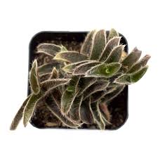 Image result for Cyanotis